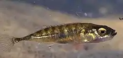 イバラトミヨ Pungitius pungitius （トミヨ属）。北極を取り囲むような生息範囲をもつ。日本には雄物型・汽水型・淡水型の3タイプが知られ、詳細な分類学的解析が待たれている