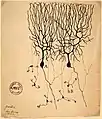 ハト小脳におけるプルキンエ細胞(A)および顆粒細胞(B)のスケッチ。(1899年マドリードのカハール研究所)