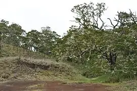 コアなど在来種の植物が生えている。