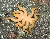 Pycnogonum stearnsi(ヨロイウミグモ科)