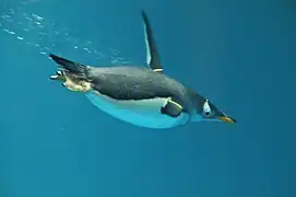 ジェンツーペンギン