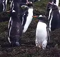 ジェンツーペンギンP. papua