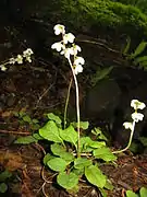 花は数個、下向きにつく。