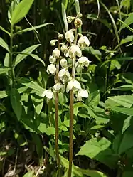 花は赤みを帯びた白色で、花弁はあまり開かない。