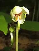 花は緑白色で花弁は5個あり離生する。