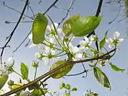 花と葉の裏面。