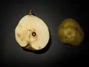 果実の縦断面。果実の先端（下）に萼片が残らない。