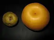 栽培品種「豊水」（右）との比較。