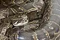 ビルマニシキヘビP. bivittatus