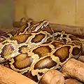 亜種ビルマニシキヘビP. m. bivittatus