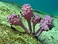 Pyura spinifera