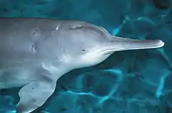 ヨウスコウカワイルカ