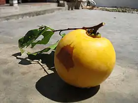 カバイロクロガキ (D. decandra)の果実