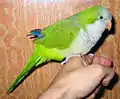 オキナインコMonk Parakeet、Quaker Parrot とも