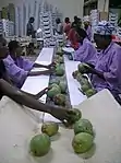 マンゴーの包装