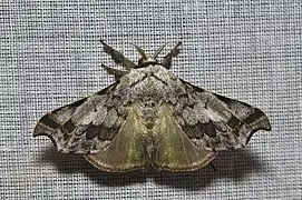 Quentalia sp. （Epiinae亜科）, エクアドル