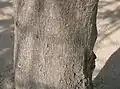 樹皮