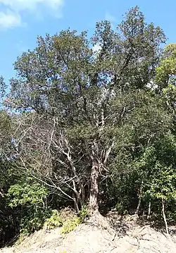 姫越山、三重県度会郡大紀町にて（2019年12月29日撮影）