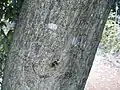 樹皮
