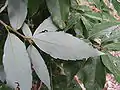 粉白色をしている葉の裏面