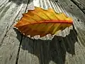 紅葉したコナラの葉の拡大写真(西光寺山頂)