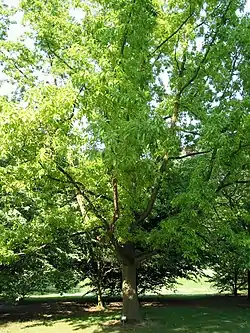 Quercus variabilis
