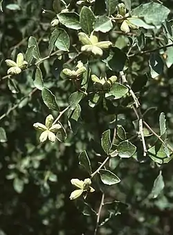 キラヤ科Quillaja saponaria