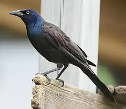 オオクロムクドリモドキ