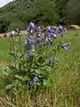直立する草本の例C. integrifolia