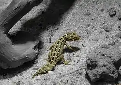マツカサヤモリ