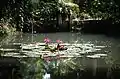 ボゴール植物園の蓮池(インドネシア・ボゴール)