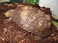 亜種グアテマラアカスジヤマガメR. p. incisa