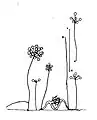 Radiomyces spectabilis・全体の様子