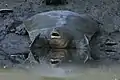 メソポタミアハナスッポンR. euphraticus