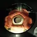 ラフレシアの実物大模型(国立科学博物館)