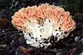R. formosa
