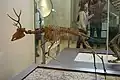 絶滅属 ラモケロス