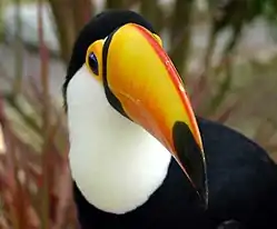 オニオオハシ