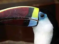 シロムネオオハシ