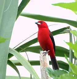 ベニフウキンチョウ