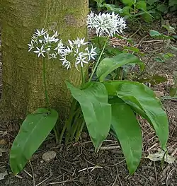 Allium ursinum