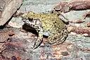 カワガエル