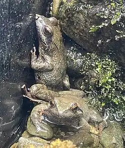 ナガレタゴガエル