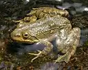 Lithobates tarahumarae