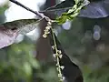H. arnottianaの花