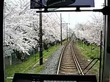 京福電気鉄道北野線(京都府)鉄道のサクラ並木