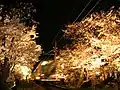 京福電鉄(嵐電)「桜のトンネル」