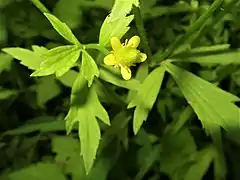 花弁は鮮黄色。
