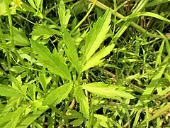 中部の茎葉。3全裂し、先端はとがる。