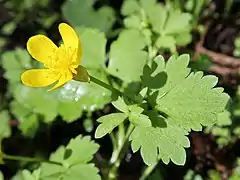 花弁は鮮黄色。単生し茎葉と対生する。